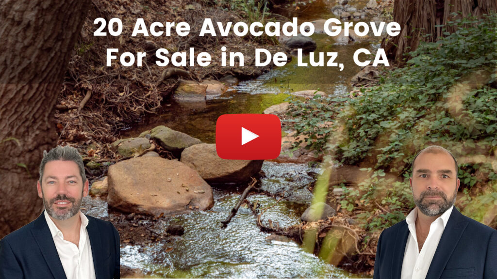 Organic Avocado Grove in De Luz, California (Temecula)